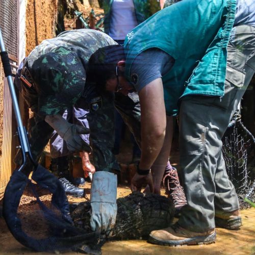 População deve ficar alerta ao aparecimento de animais silvestres e peçonhentos durante período chuvoso
