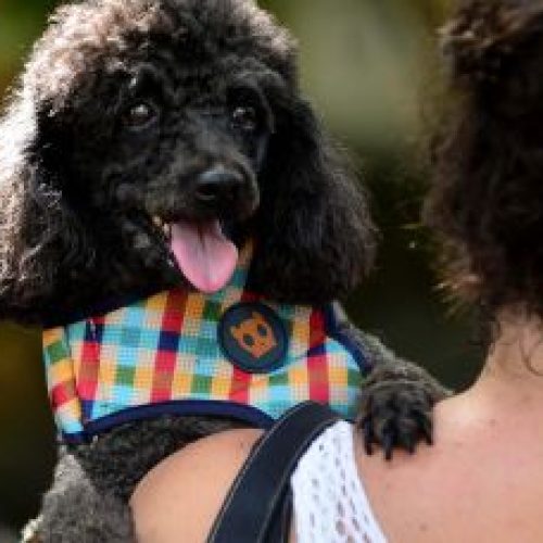 Salvador adere ao sistema nacional de cadastro de animais